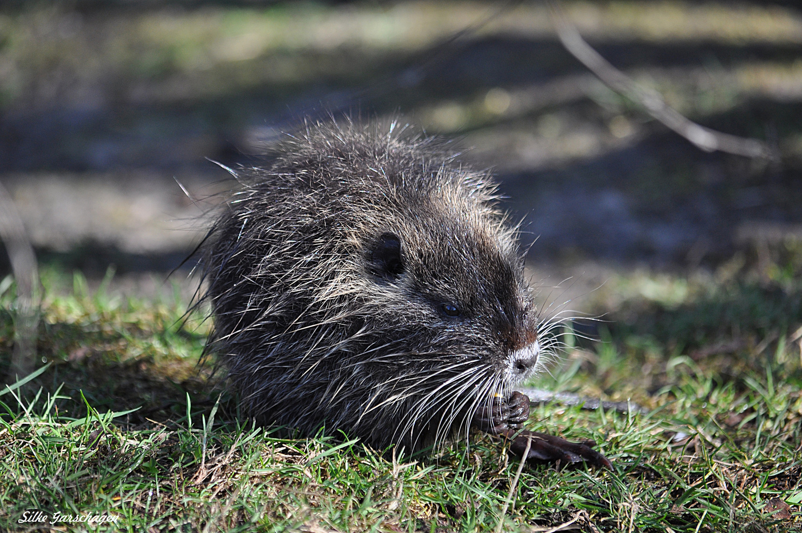 Nutria