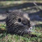 Nutria