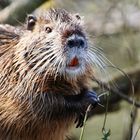 Nutria