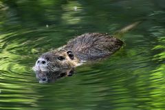 Nutria