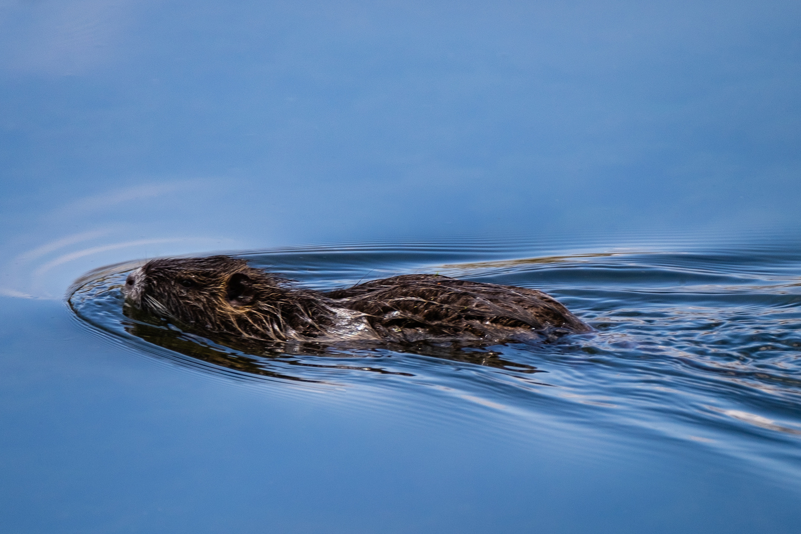 Nutria