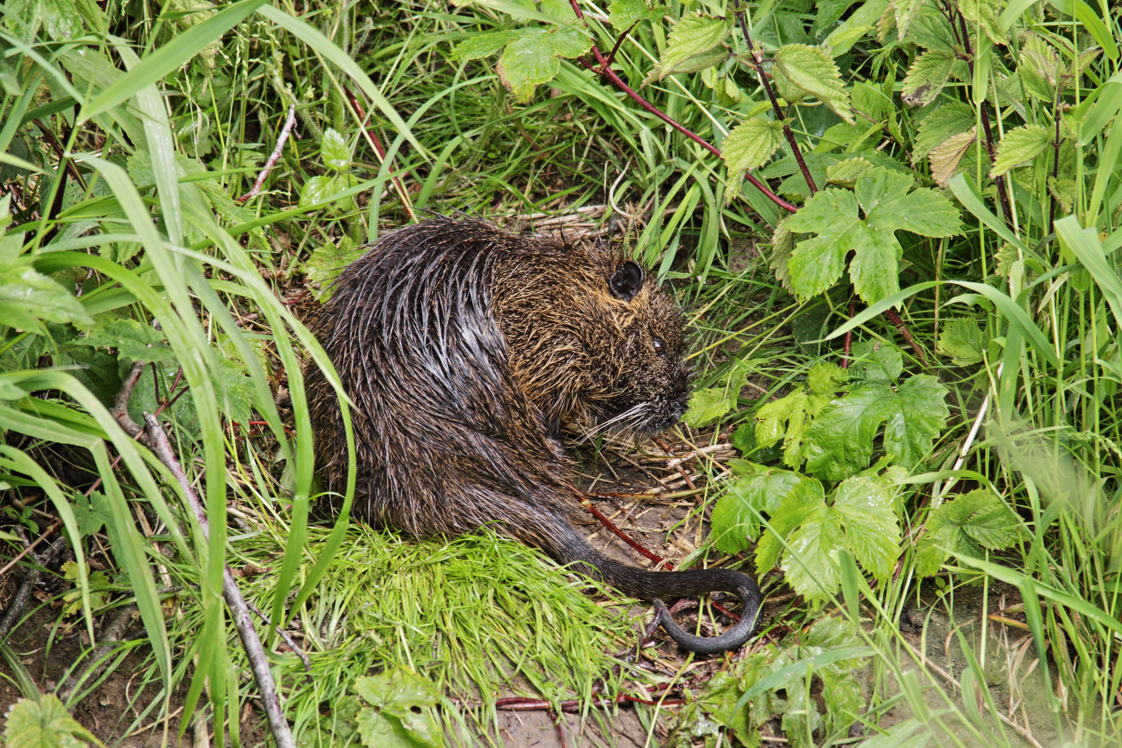 Nutria