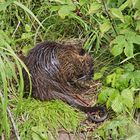 Nutria