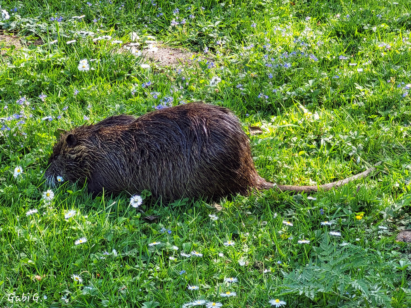 Nutria 