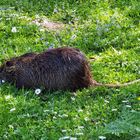 Nutria 