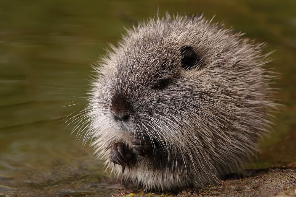 Nutria