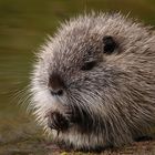 Nutria