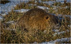 Nutria