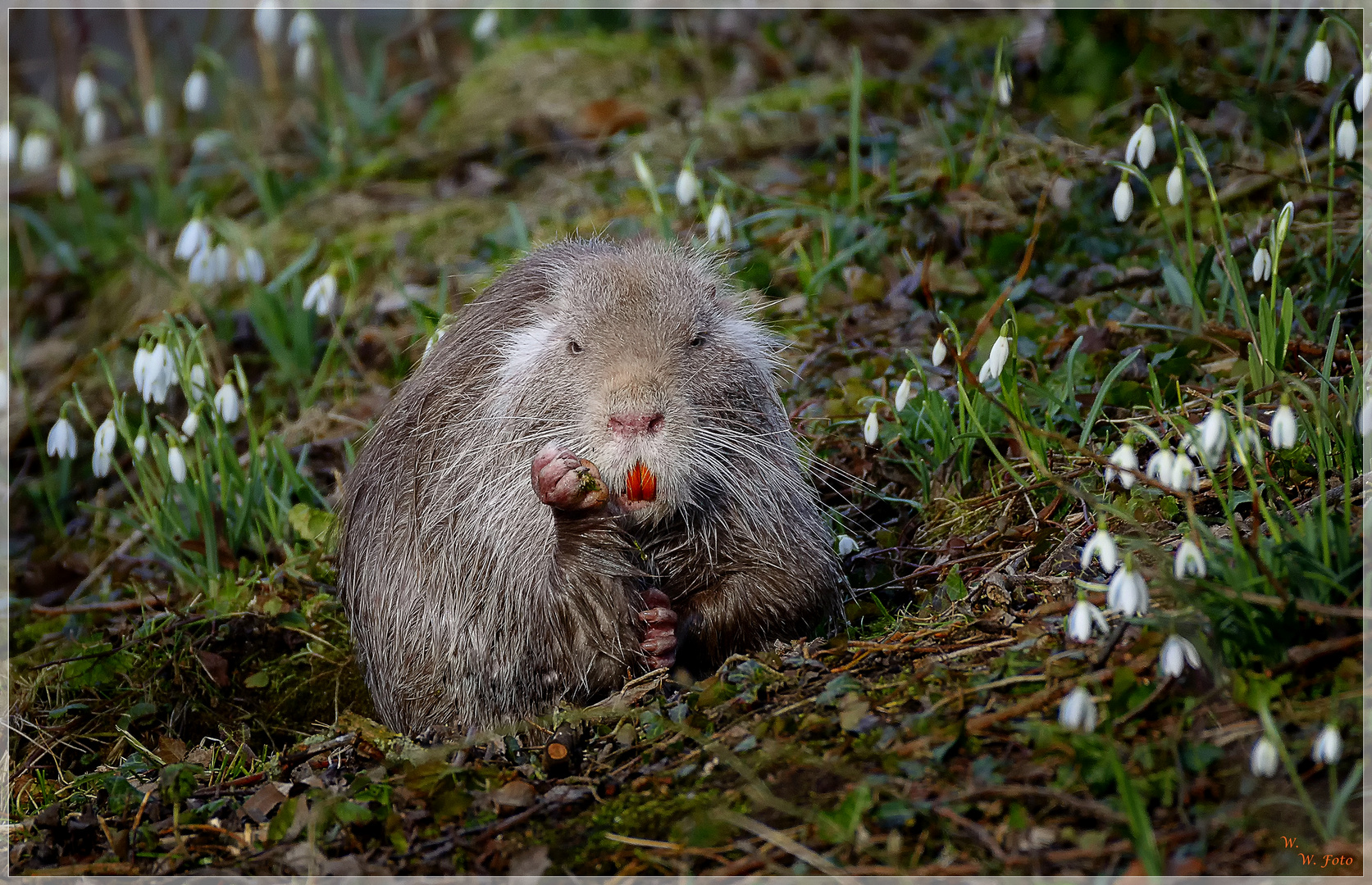 Nutria