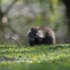 Nutria