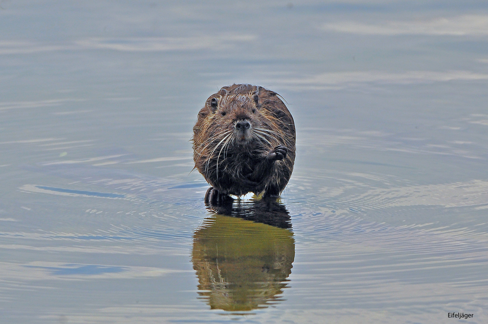 NUTRIA