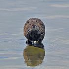 NUTRIA