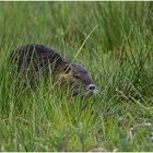 Nutria