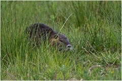 Nutria