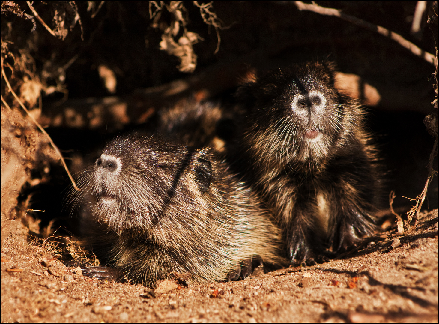 Nutria Babies.