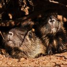 Nutria Babies.