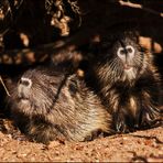 Nutria Babies.