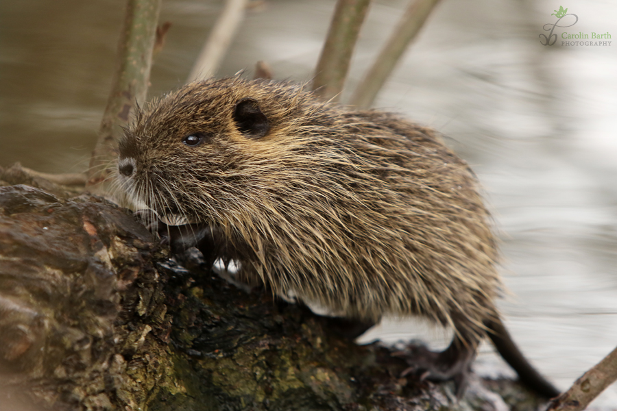 Nutria Baby