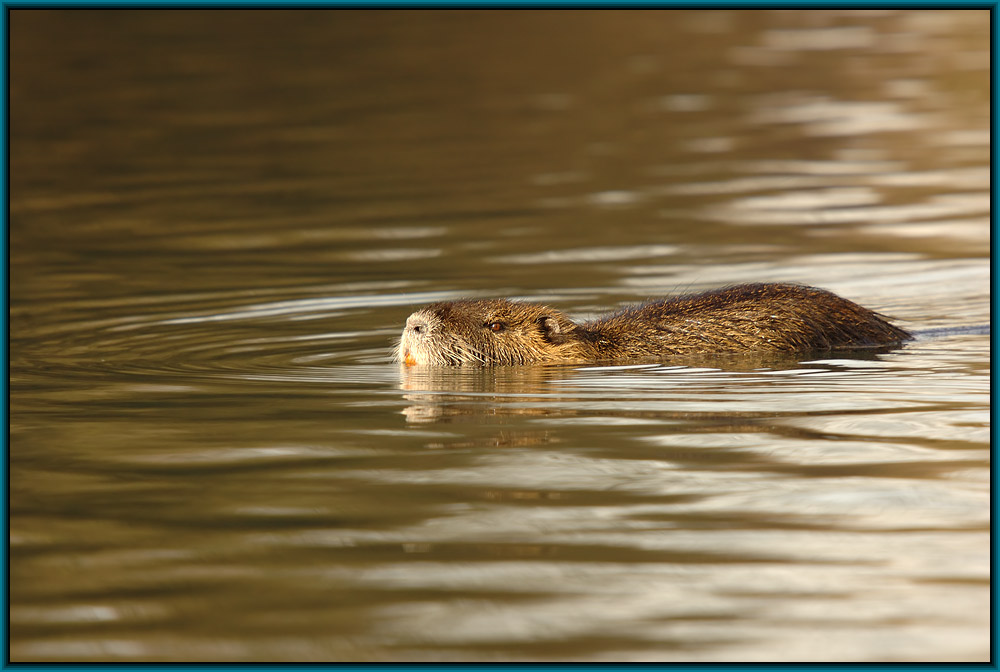 Nutria