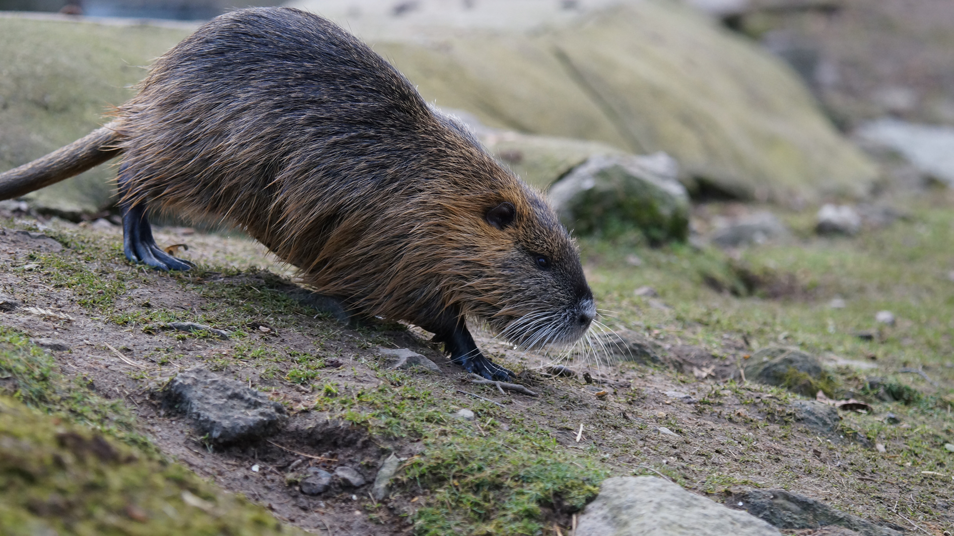 Nutria