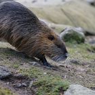 Nutria