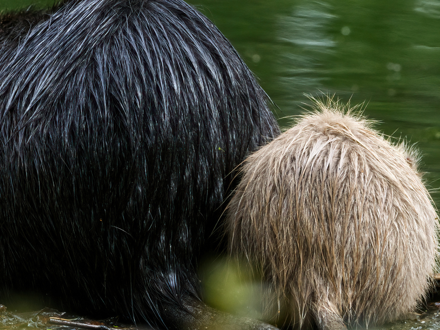 Nutria