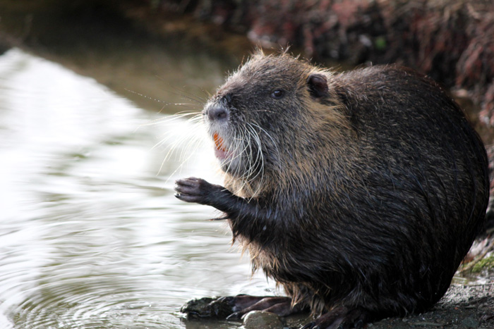 Nutria