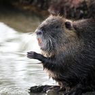 Nutria