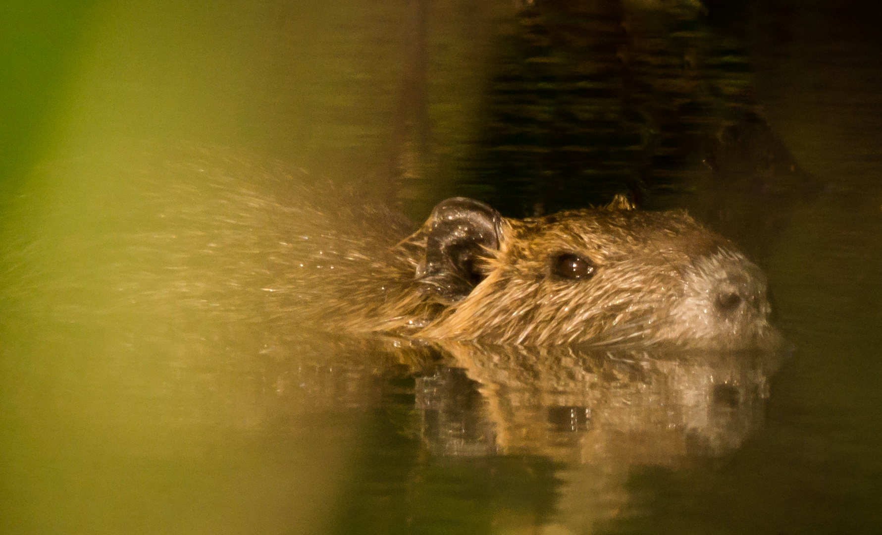 Nutria