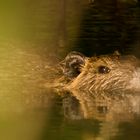 Nutria