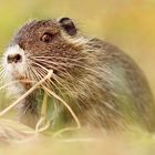 Nutria