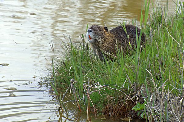 Nutria