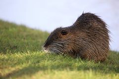 Nutria