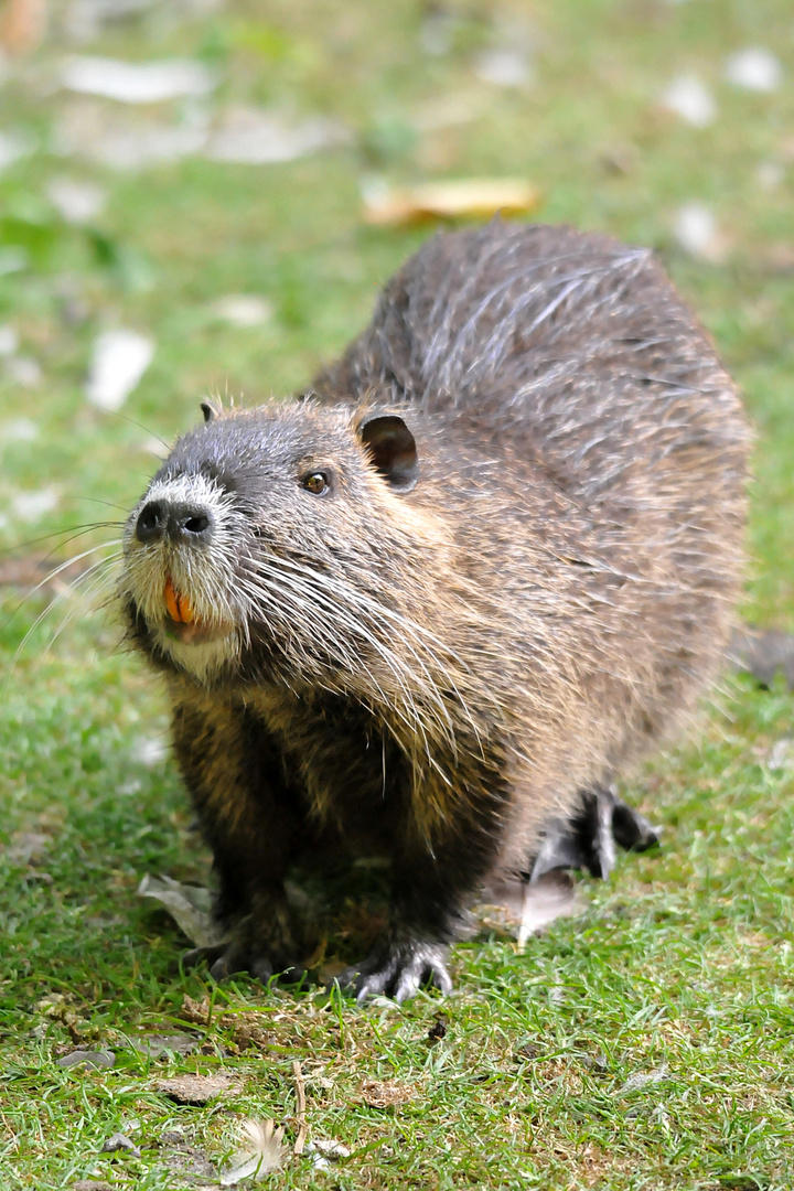 Nutria Begegnung Wildlife