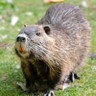 Nutria Begegnung Wildlife