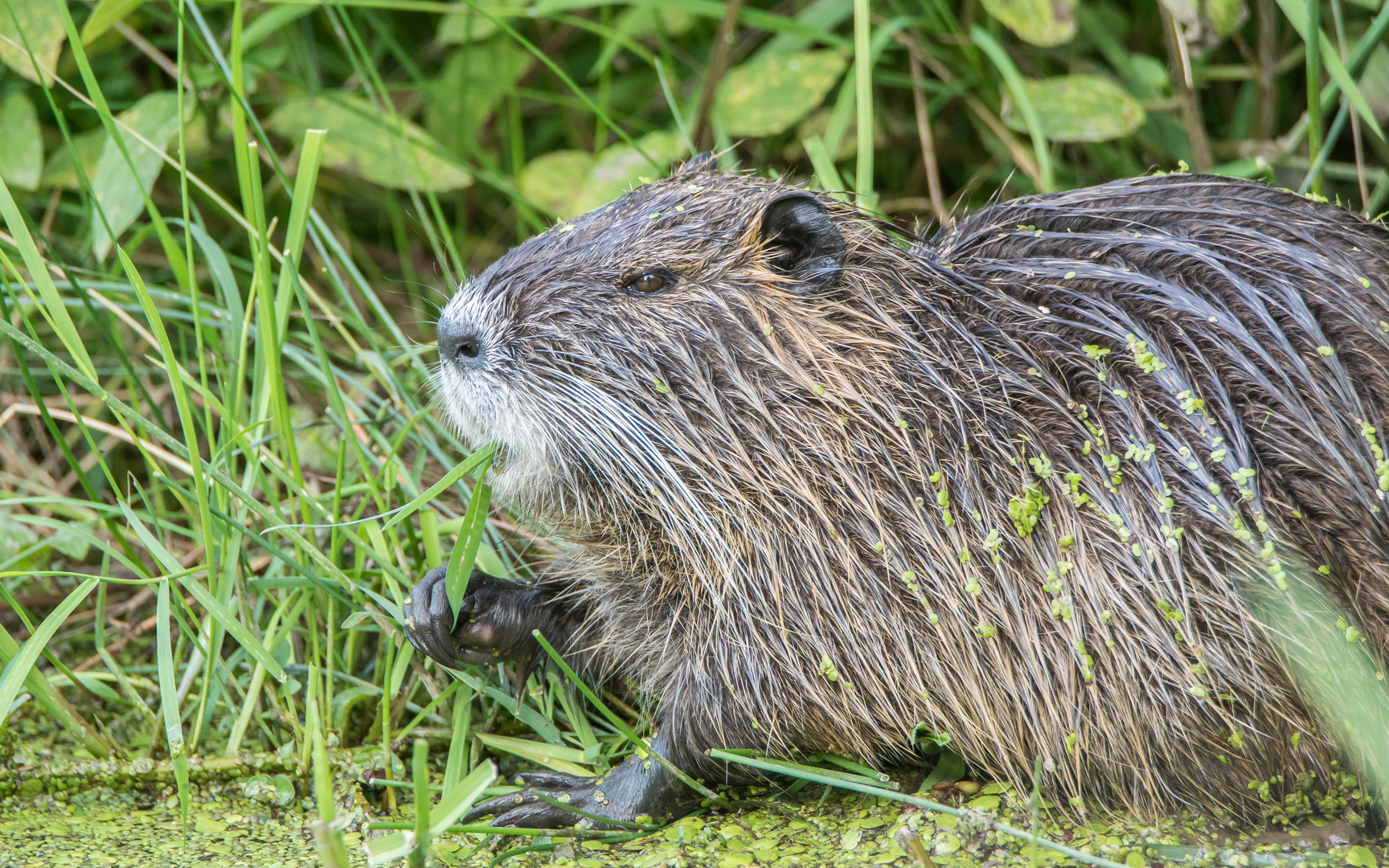 Nutria bei Abendessen