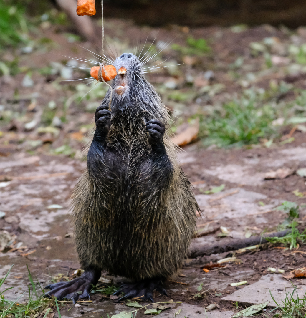 Nutria bei der Arbeit.