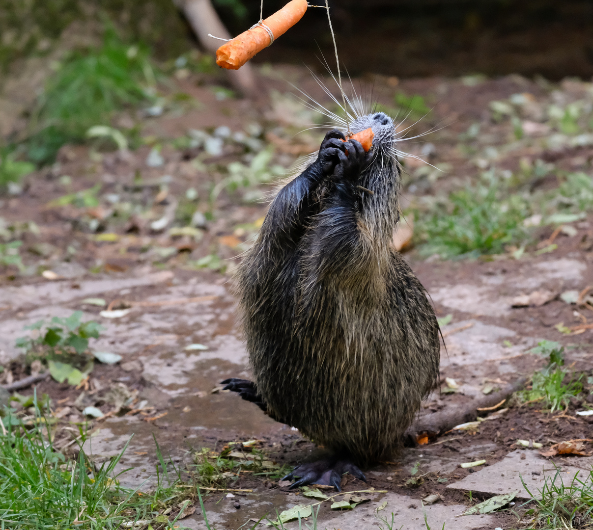 Nutria bei der Arbeit.