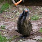 Nutria bei der Arbeit.