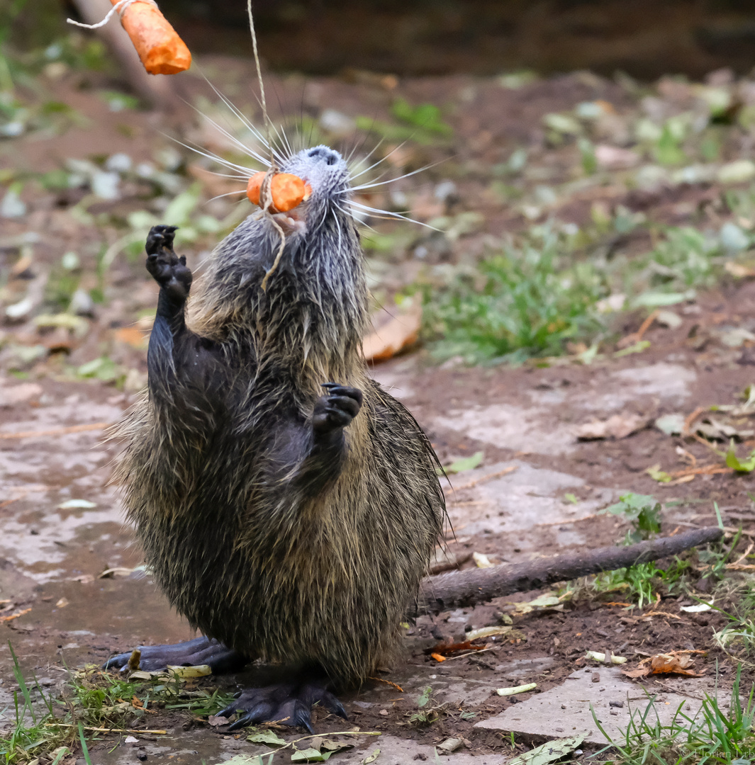 Nutria bei der Arbeit.