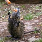 Nutria bei der Arbeit.