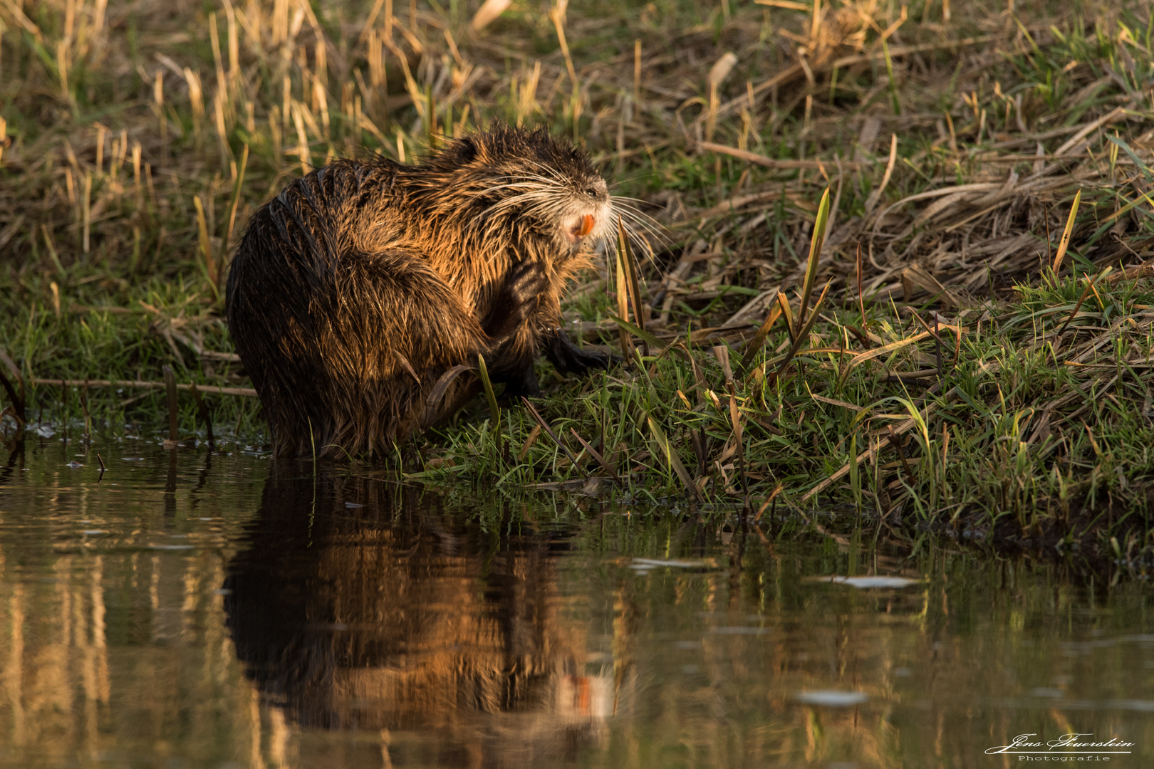 Nutria bei der Fellpflege