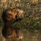 Nutria bei der Fellpflege