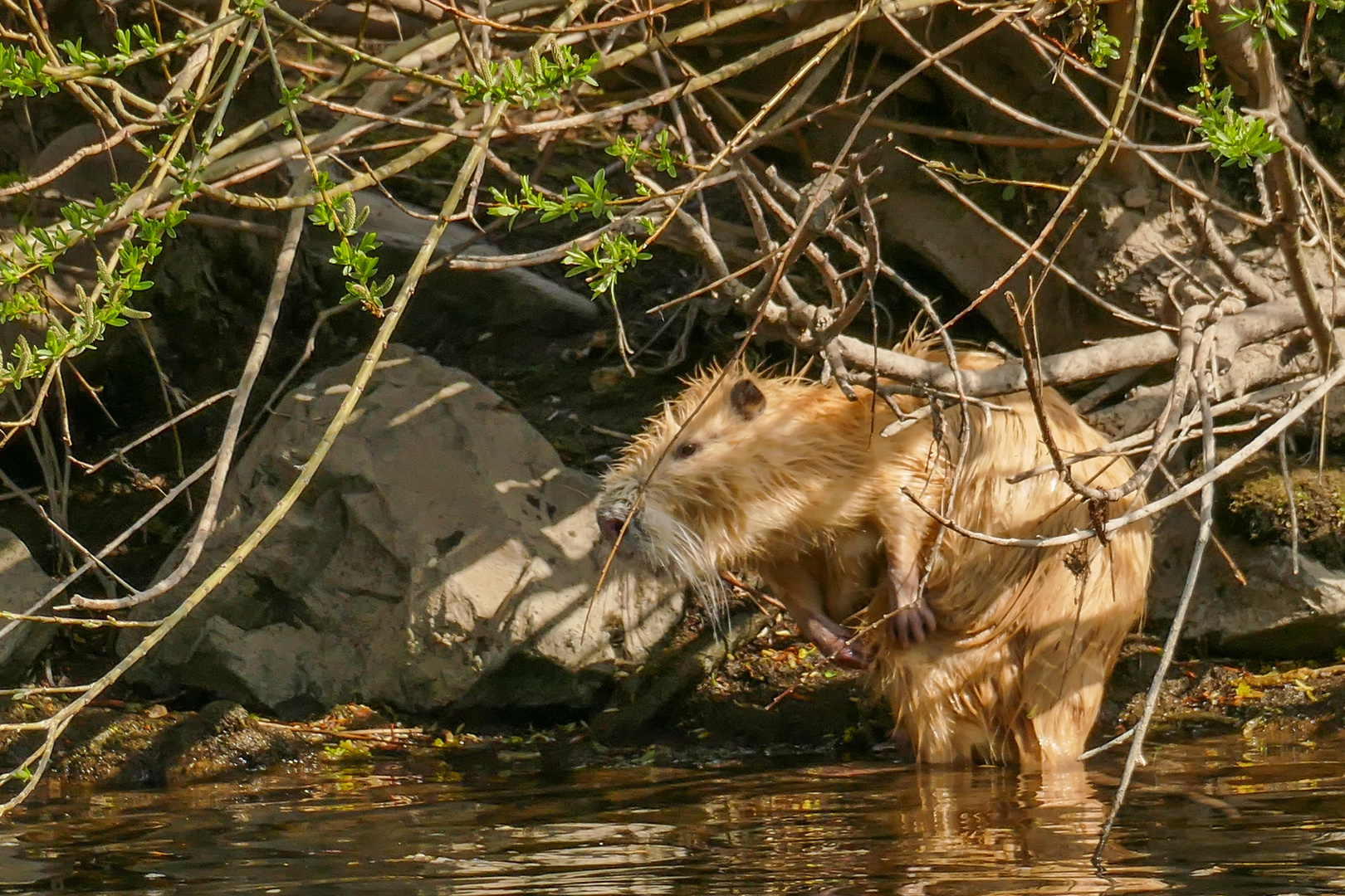 Nutria bei der Fellpflege