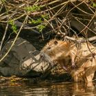 Nutria bei der Fellpflege