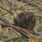 Nutria bei der Fellpflege