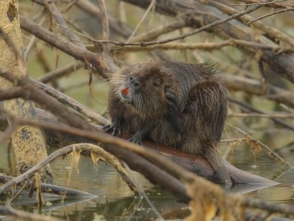 Nutria bei der Fellpflege