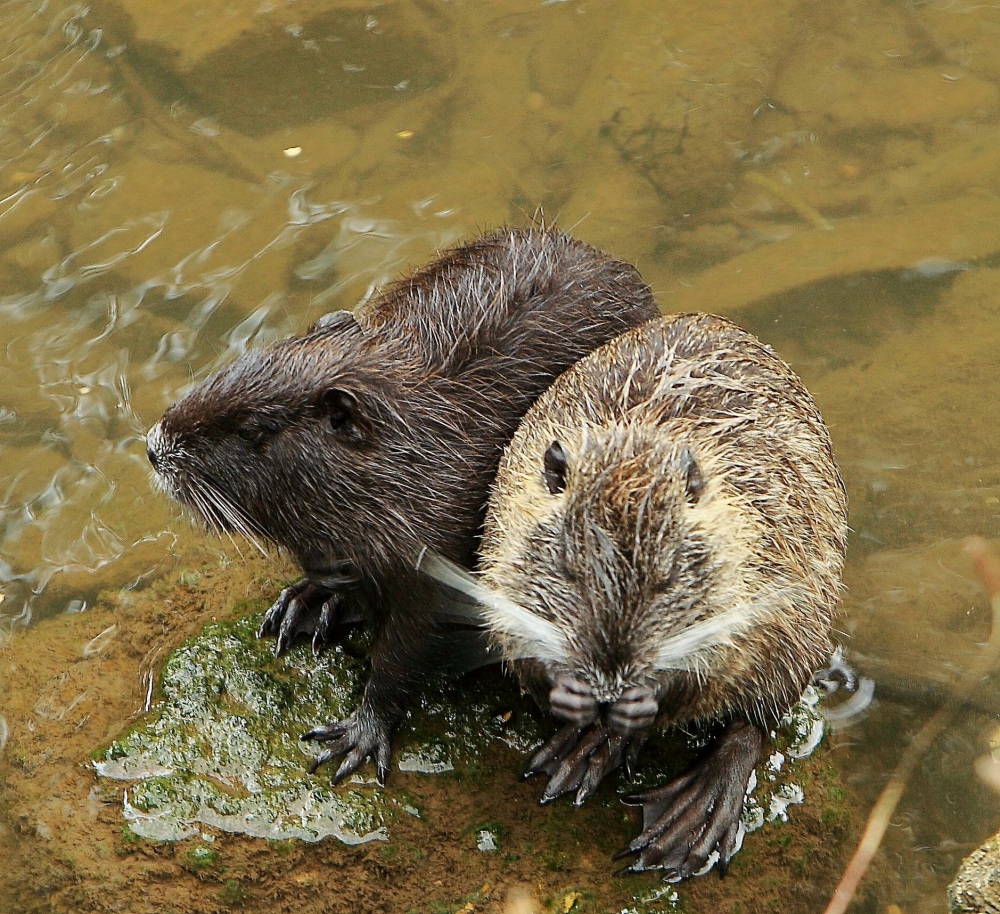 Nutria bei der Katzenwäsche