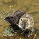 Nutria bei der Katzenwäsche