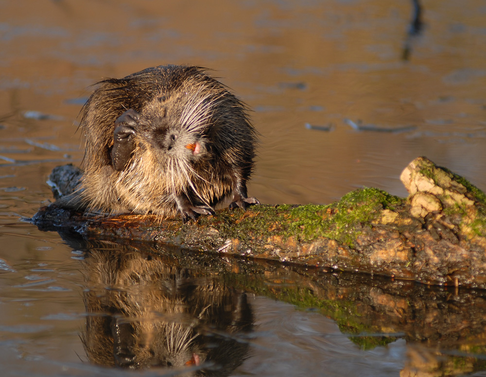 Nutria bei der Körperpflege!